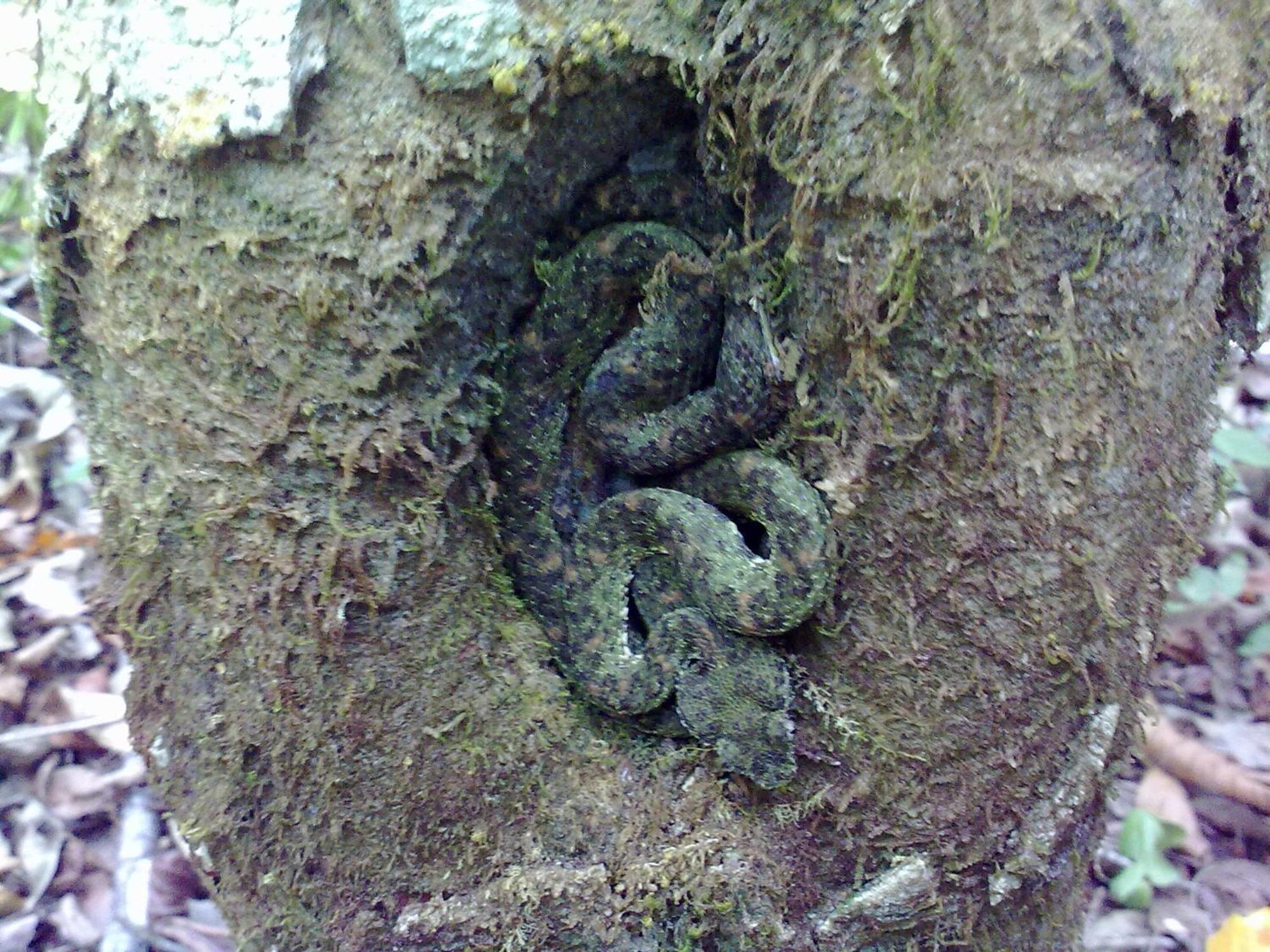 小提琴岛生态山林小屋 Drakes Bay 外观 照片