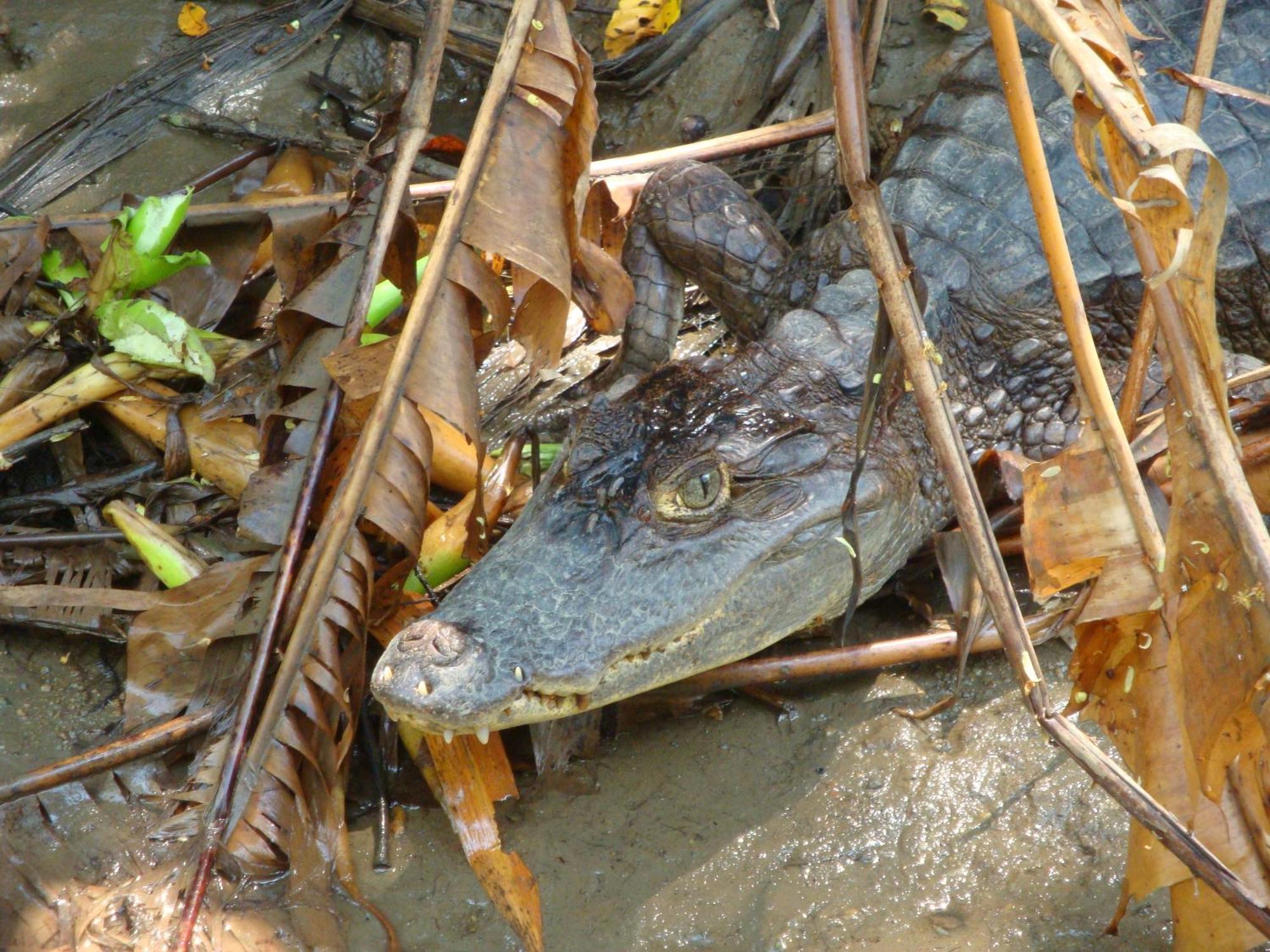 小提琴岛生态山林小屋 Drakes Bay 外观 照片
